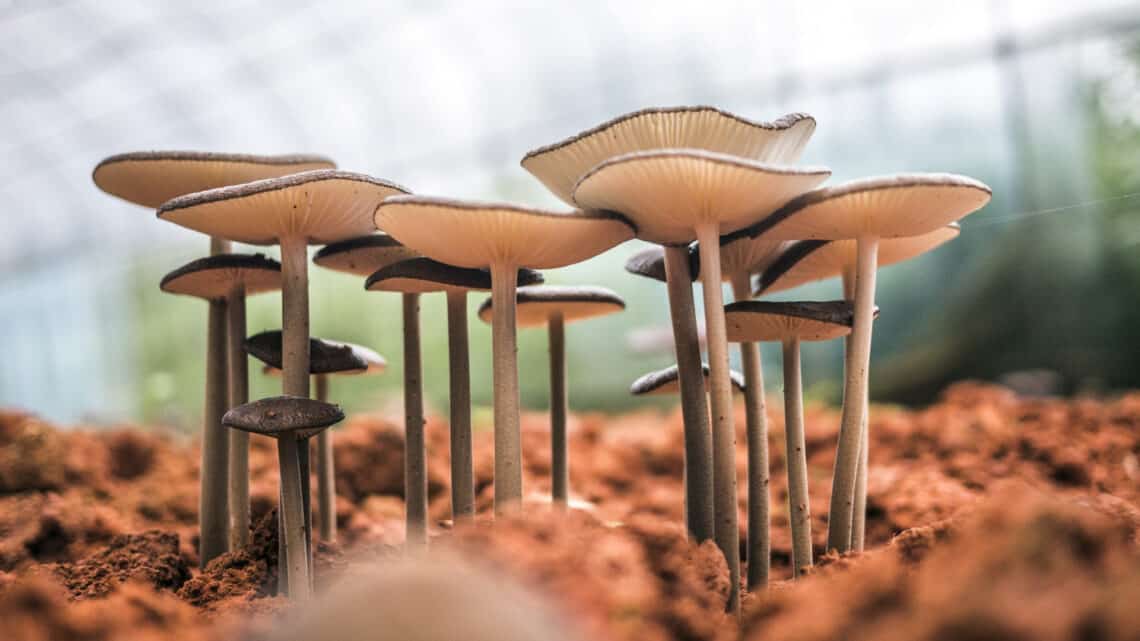 3 meghökkentő tény a gombákról – mintha egy sci-fi kelne életre, pedig valóság