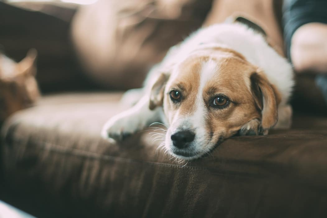 4 egyértelmű jele van, ha a kutyád depressziós – Felismered?