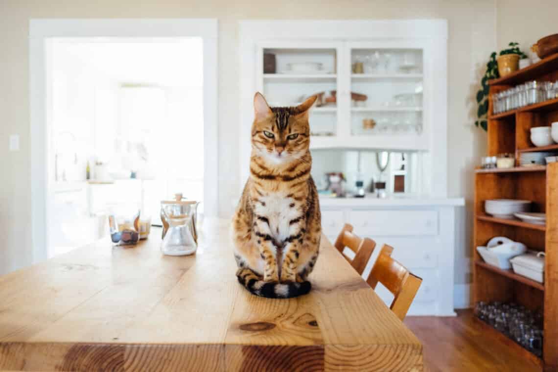5 jel, hogy a macskád nagyon „megsértődött” rád