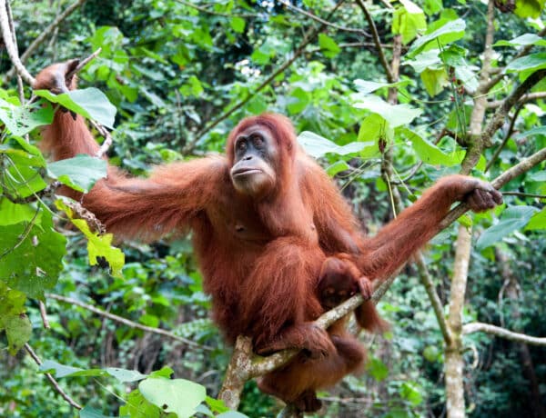 5 meghökkentő tény, amit nem tudtál az orangutánokról