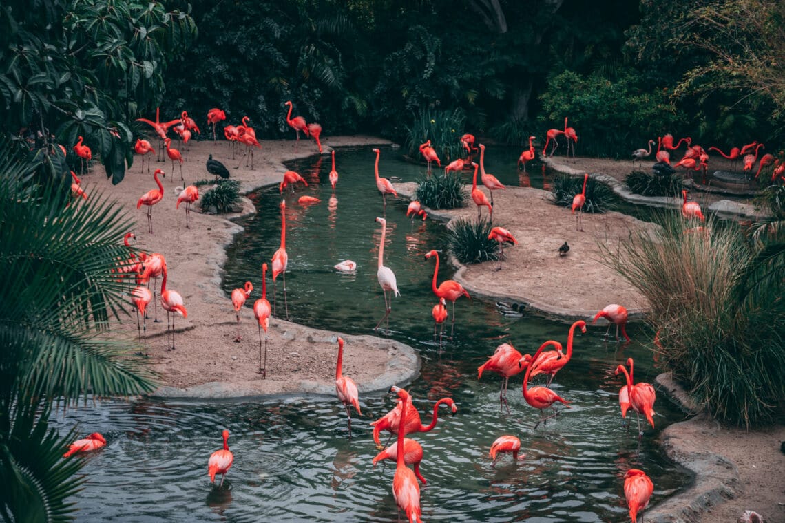 A Pentagon elismerte az ufók létezését, a flamingók pedig szociális életet élnek. 10 fontos fejlemény, amit elhanyagoltunk a járvány miatt