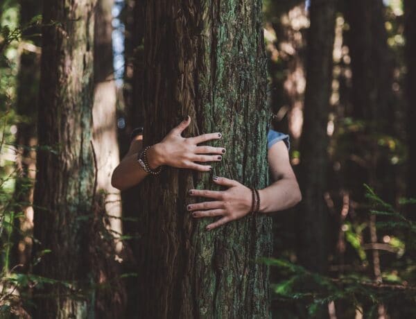 A fák ölelése tényleg gyógyít – Miért működik?