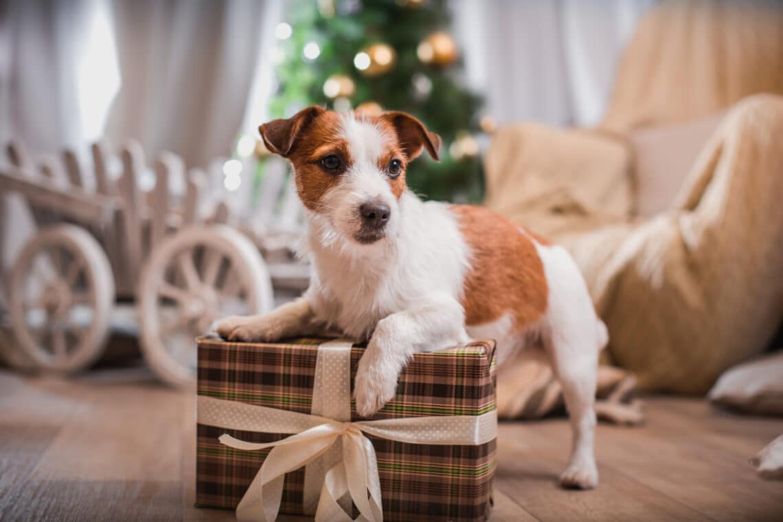 A kis kedvenc se maradjon ki! DIY karácsonyi ajándékok a kutyusodnak