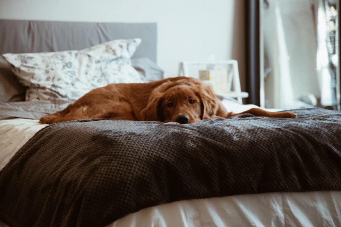 A szakértő szerint ekkor nem jó a kutyáddal aludni – de egy egészségügyi előnye viszont van