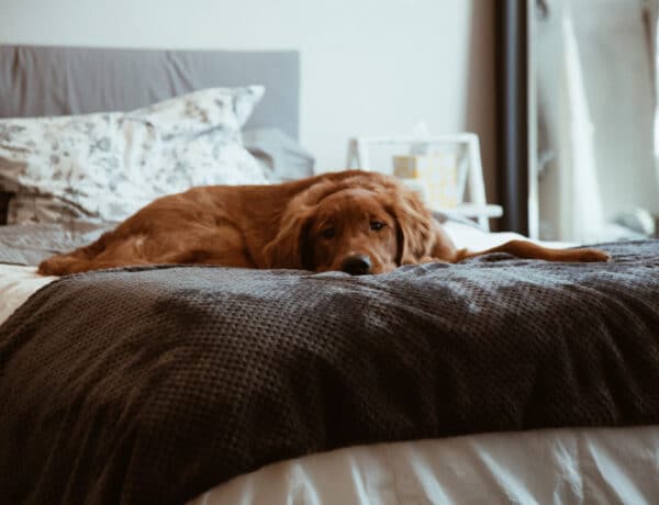 Egészségtelen a kutyáddal aludni? Az igazság erről a megosztó kérdésről