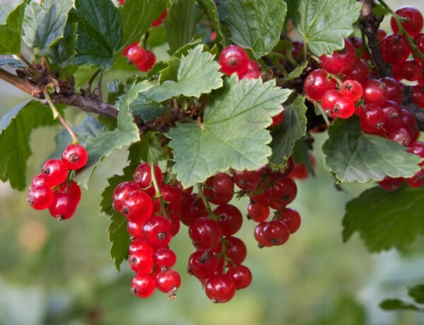 5 gyümölcsbokor, amit megéri elültetni – Ínycsiklandó terméseket hoznak