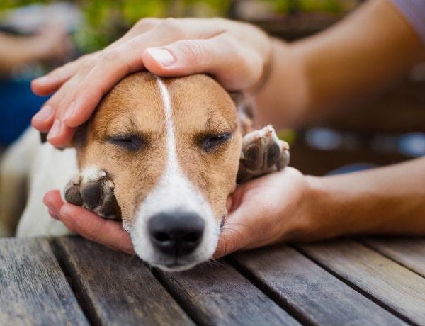 Így veheted észre a rák jeleit a kutyusodon