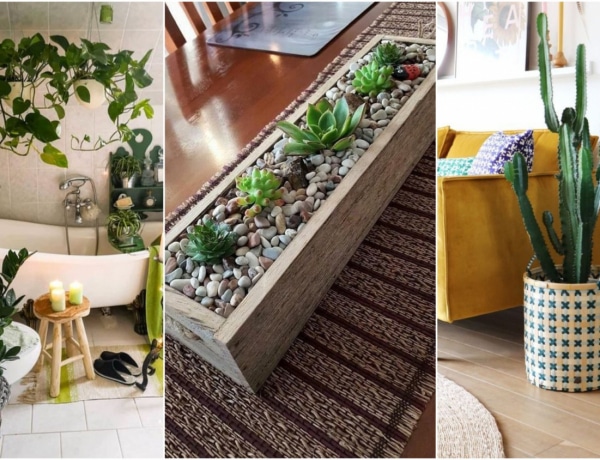 5 dekor tipp szobanövényekhez – Hová helyezve mutatnak jól?