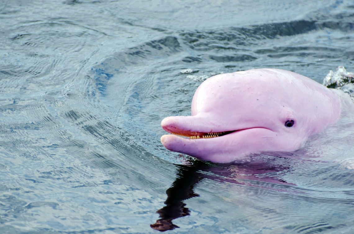 Ismerd meg Pinkyt, a rózsaszín delfint!