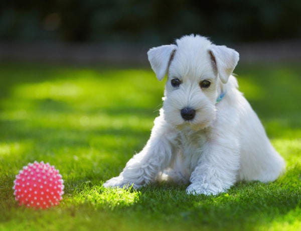 Kutyaszőr allergiád van? 5 hipoallergén kutyafajta, amit te is nyugodtan tarthatsz