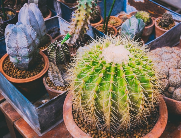 Meseszép kaktuszkertek cserépben – Ezt még te sem tudod elpusztítani