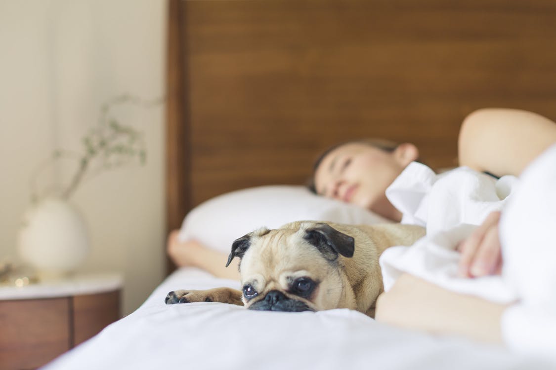 Még egy ok, hogy együtt aludj a kutyáddal
