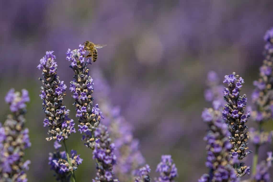 Méhecskementés házilag, avagy segítsd e létfontosságú rovarok fennmaradását