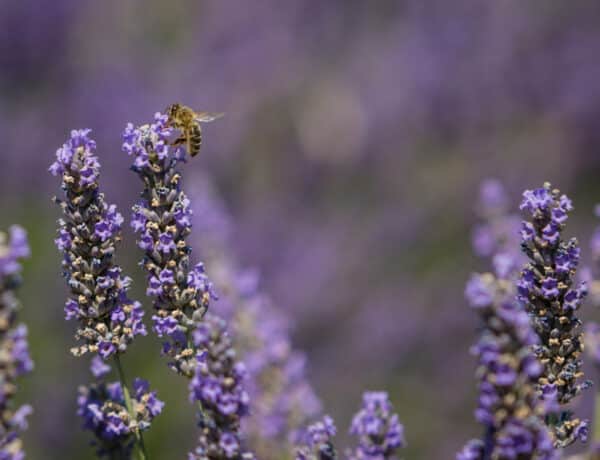 Méhecskementés házilag, avagy segítsd e létfontosságú rovarok fennmaradását