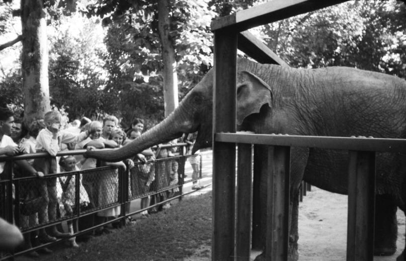 Pénzszámoló elefánt és Deák Ferenc kedvence – Az Állatkert legendás állatai