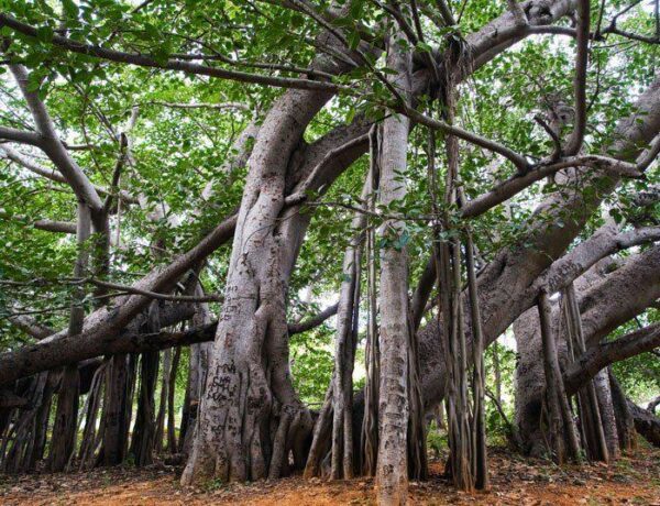 Önmagában is erdőméretű a világ legnagyobb fája – Több mint 500 éve nő