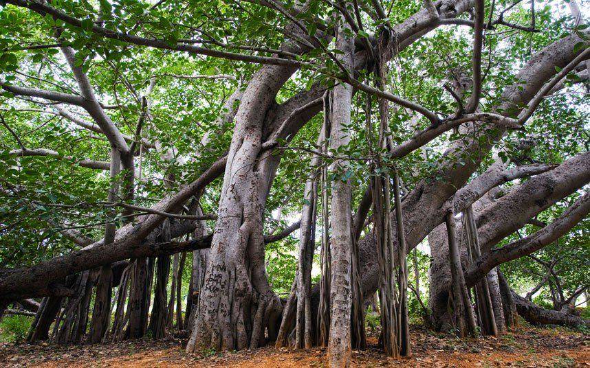 Önmagában is erdőméretű a világ legnagyobb fája – Több mint 500 éve nő
