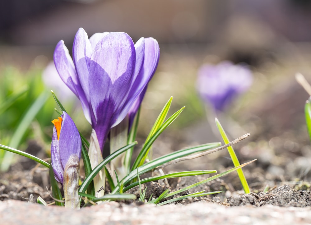 Ők a tavasz hírnökei: virágok, amik elsőként nyílnak ki a kertedben