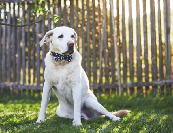 ﻿10 dolog, amit nem is tudtál a világ egyik legcsodásabb kutyafajtájáról, a labradorról