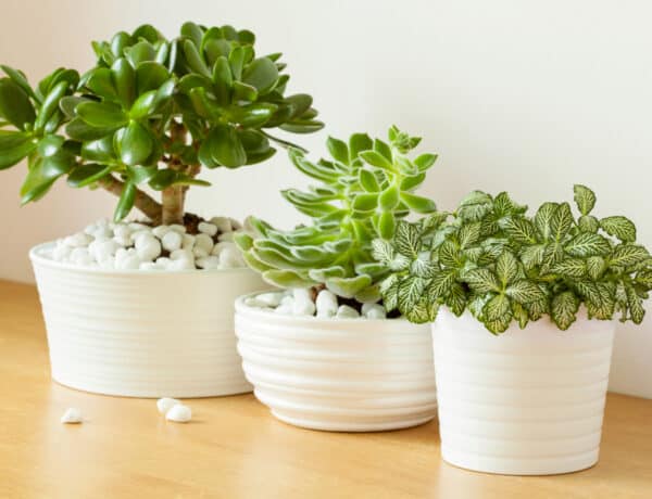 ﻿5 egzotikus növény, amik nyáron a szabadban is jól érzik magukat – a balkonodra is ültetheted őket!