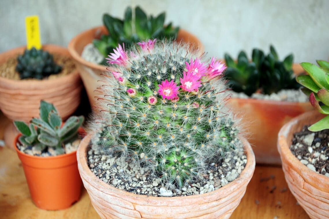 Ez az 5 kaktuszfajta gyönyörű virágot hoz