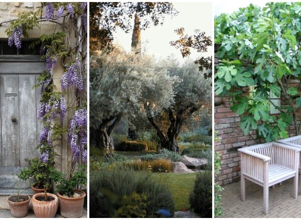 ﻿Mediterrán hangulatú kertre vágysz? 5 növény, ami  itthon is könnyedén áttelel