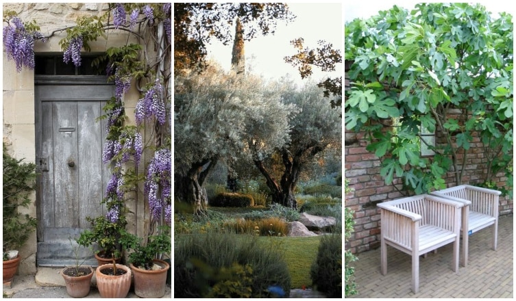 ﻿Mediterrán hangulatú kertre vágysz? 5 növény, ami  itthon is könnyedén áttelel