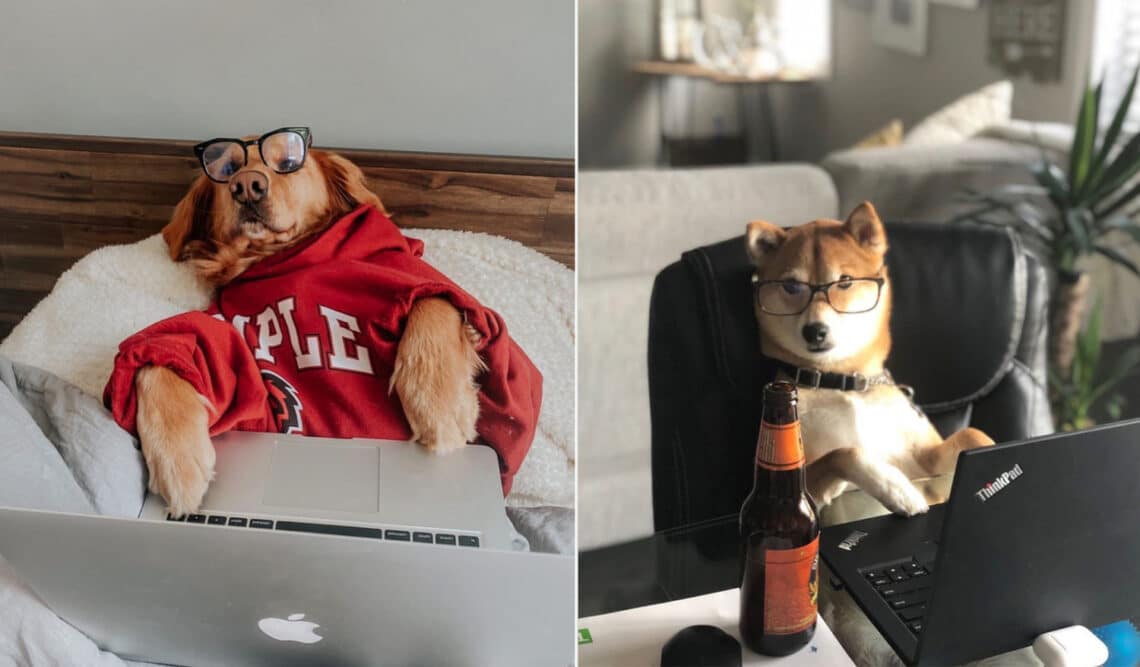 A „kutyák otthonról dolgoznak” Instagram-profilt muszáj követned