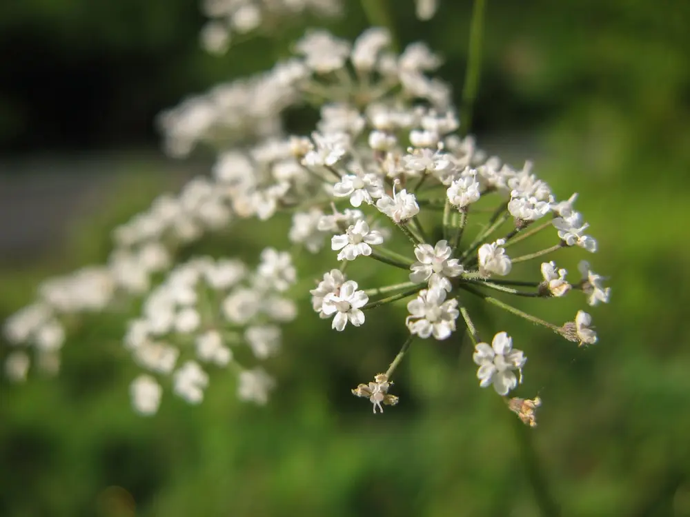 Csomorika