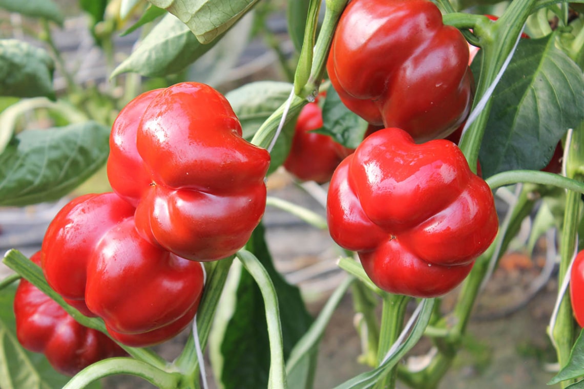 Piros pritamin paprika
