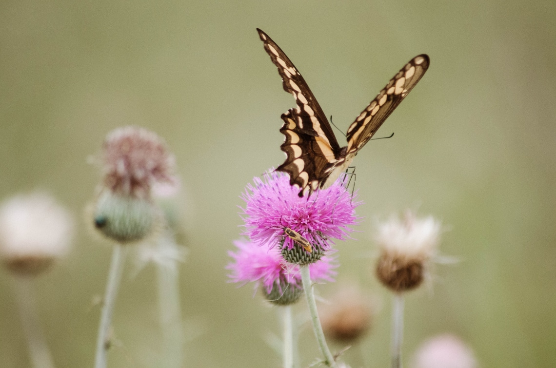Ez a közönséges tea fiatalít és gyógyítja a megfázást