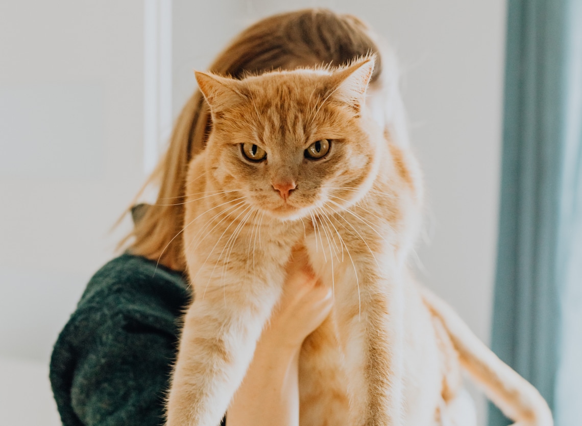 Ezért lesz jó feleség egy cicaimádó nőből – Különös, de igaz!