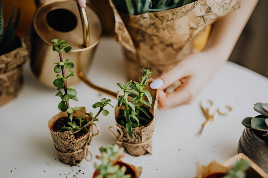 Mielőtt kidobnád: növénymentő praktikák a leggyakoribb gondozási hibák ellen