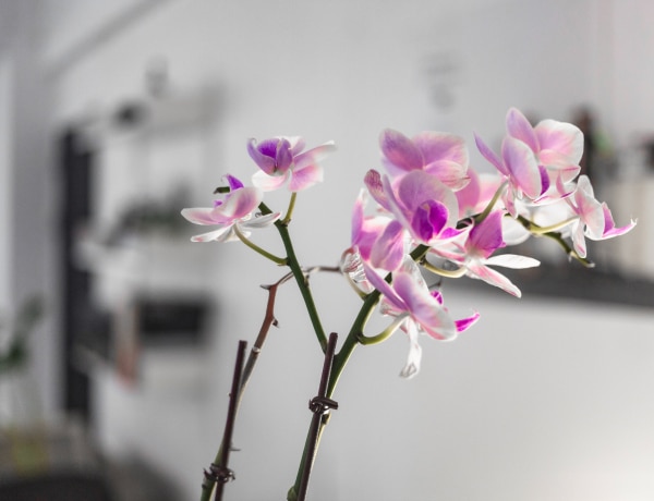 Így gondozd az orchideádat, hogy sokáig szép maradjon