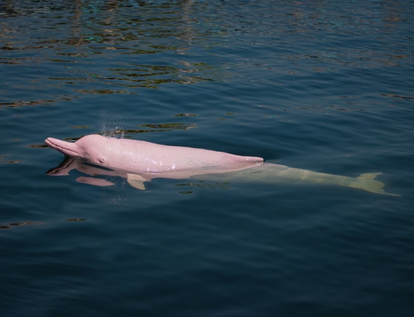 A járvány alatt visszatértek Hong Kong vizeibe a különleges delfinek