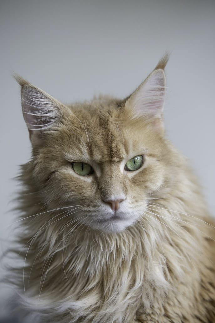 Macska