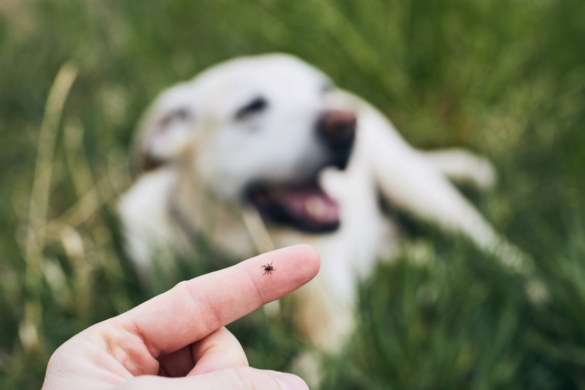 Amiről minden kutyatulajdonosnak tudnia kell: a vérzéses kullancsláz. Így mentsd meg