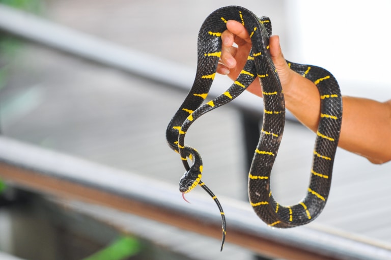 Kígyóméreg lefejő