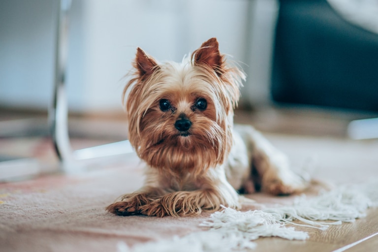 Yorkshire terrier