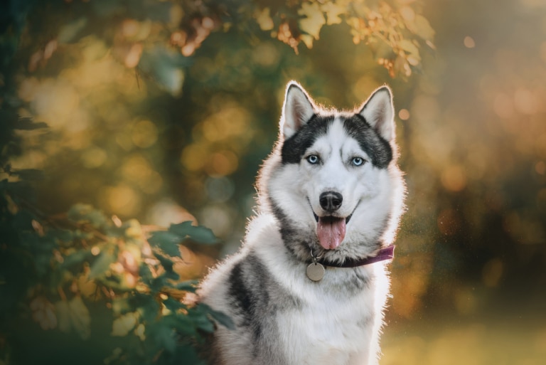 Husky