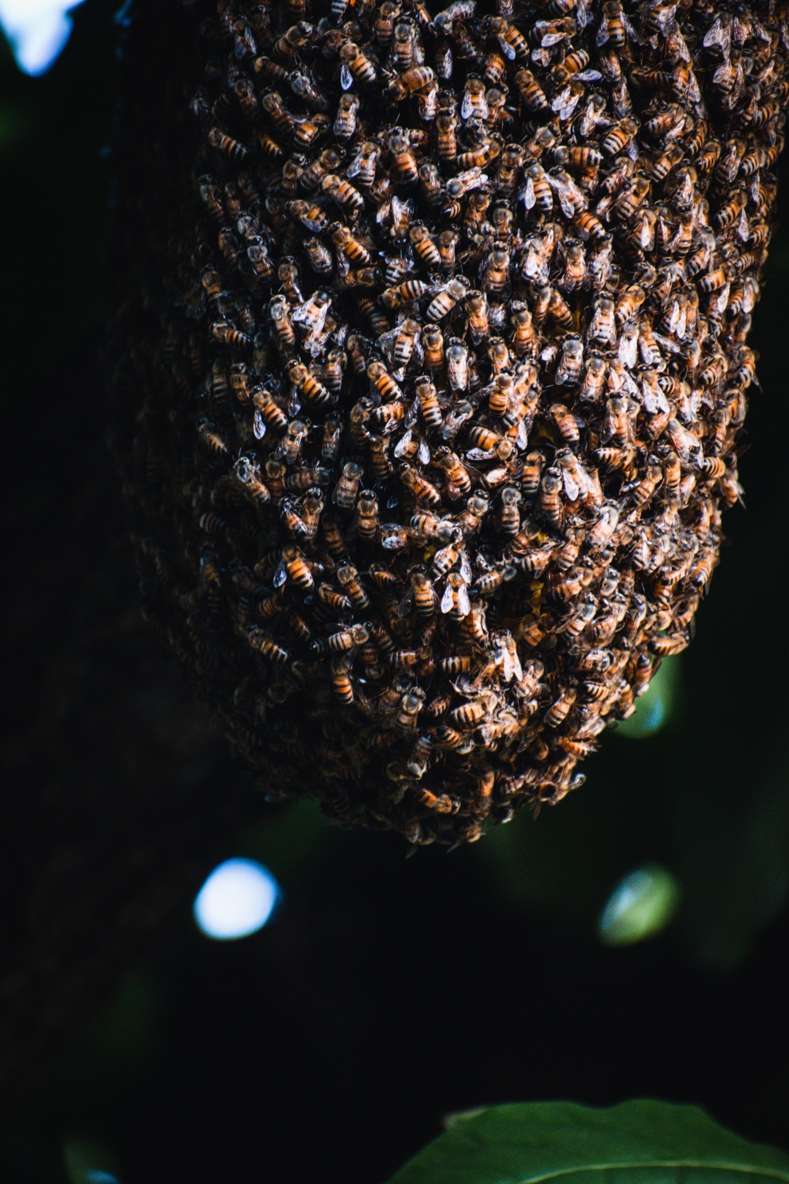 Ha méhek támadnak meg