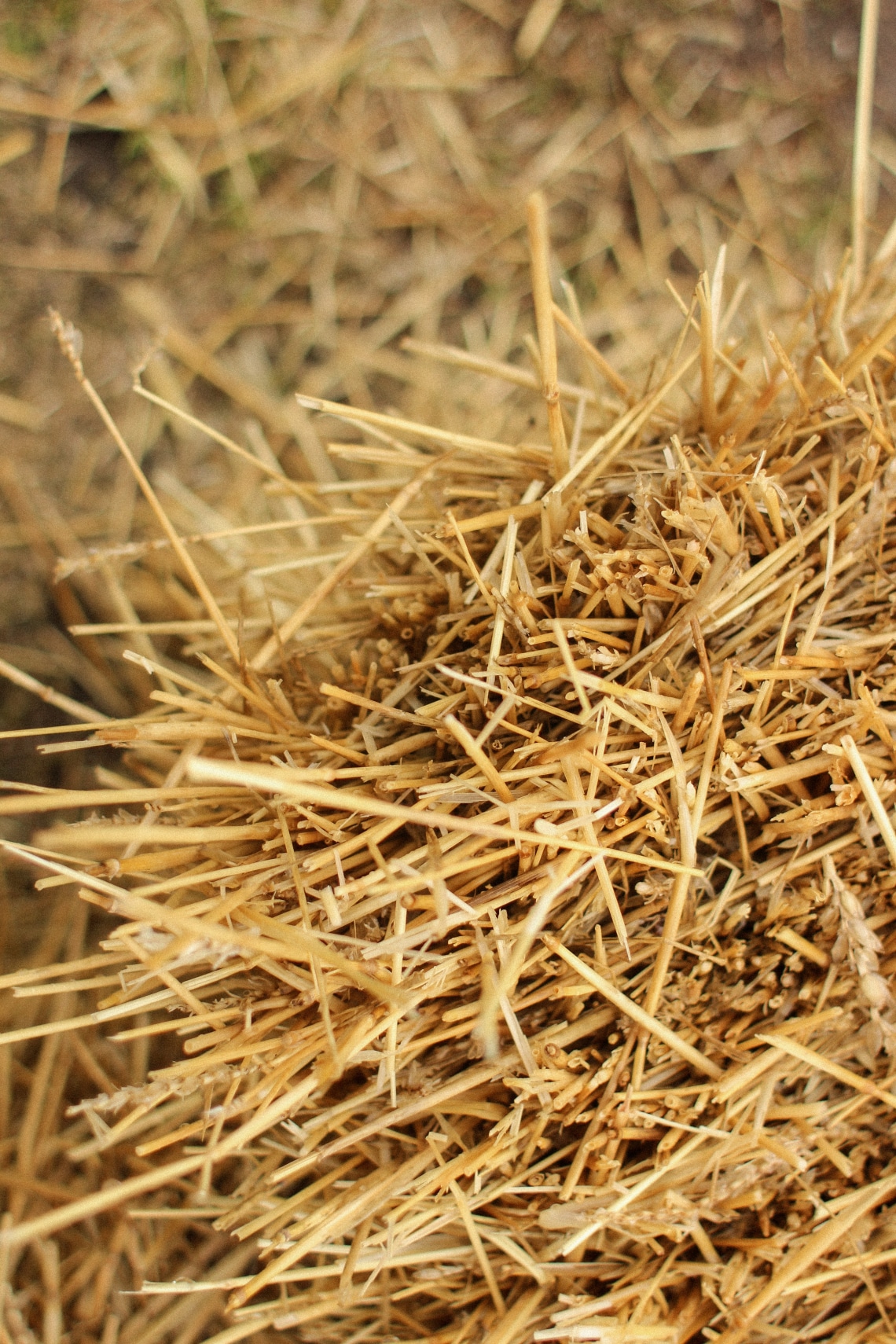 Straw Under the Table