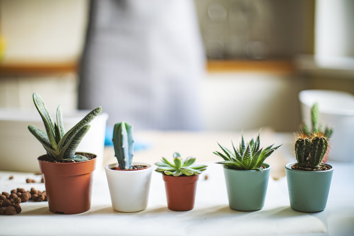 Ezek a szobanövények ideálisak apró lakásokba