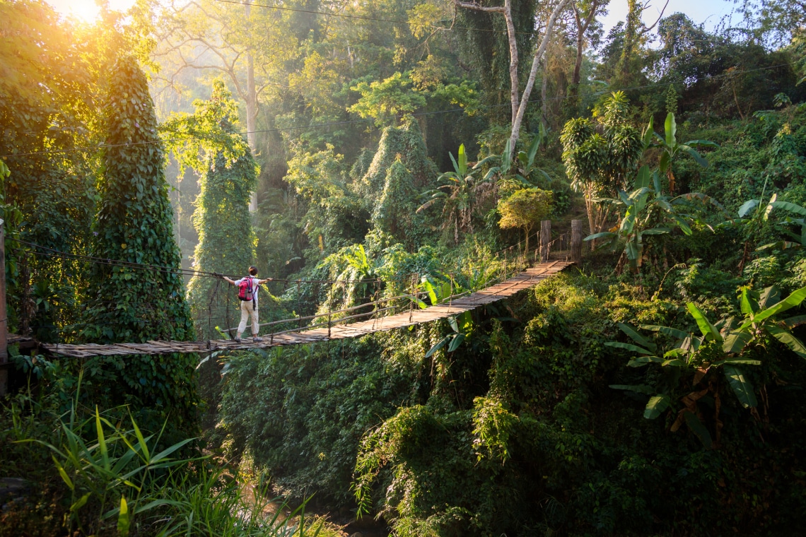 Hány fa van jelenleg a világon?