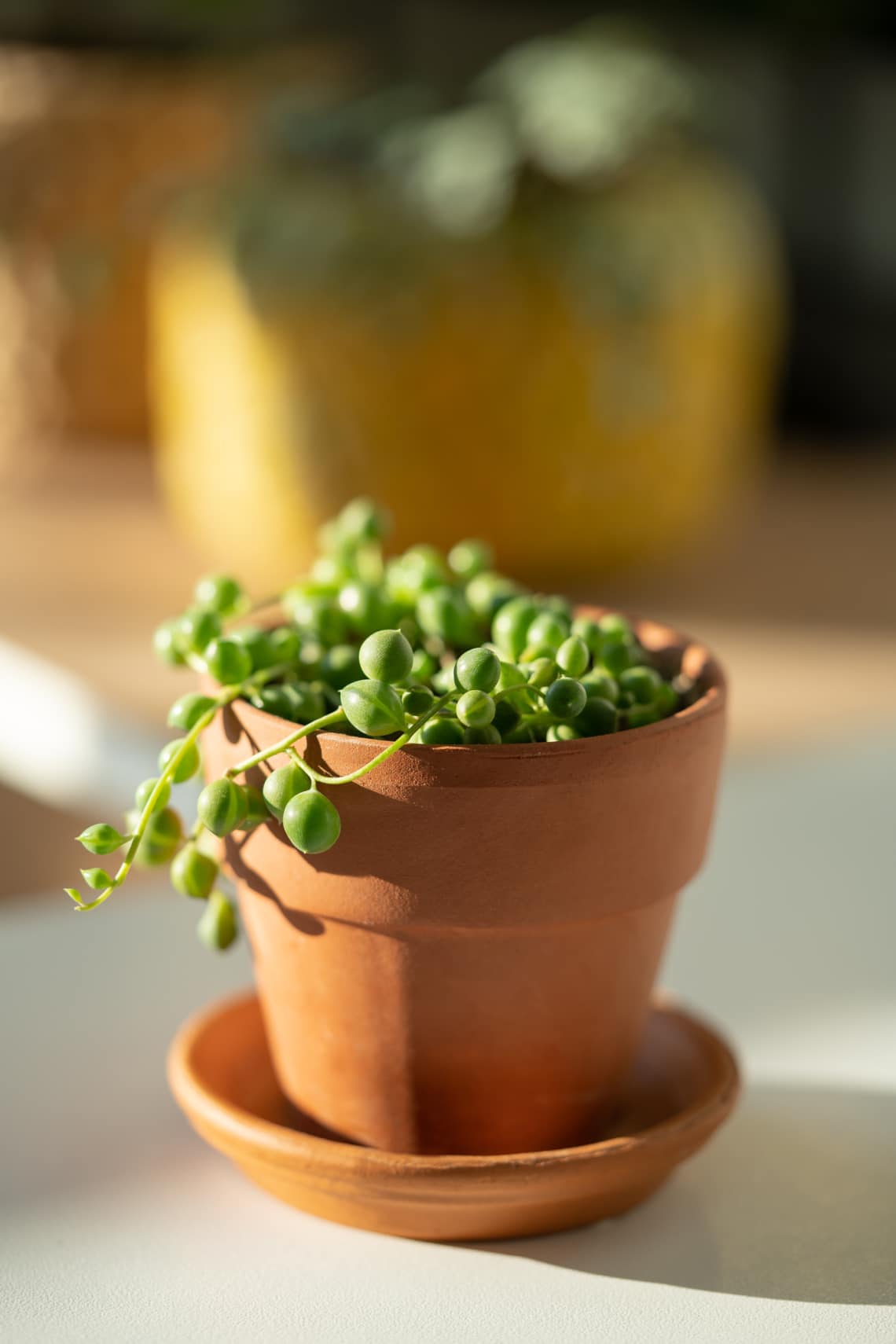 Senecio rowleyanus