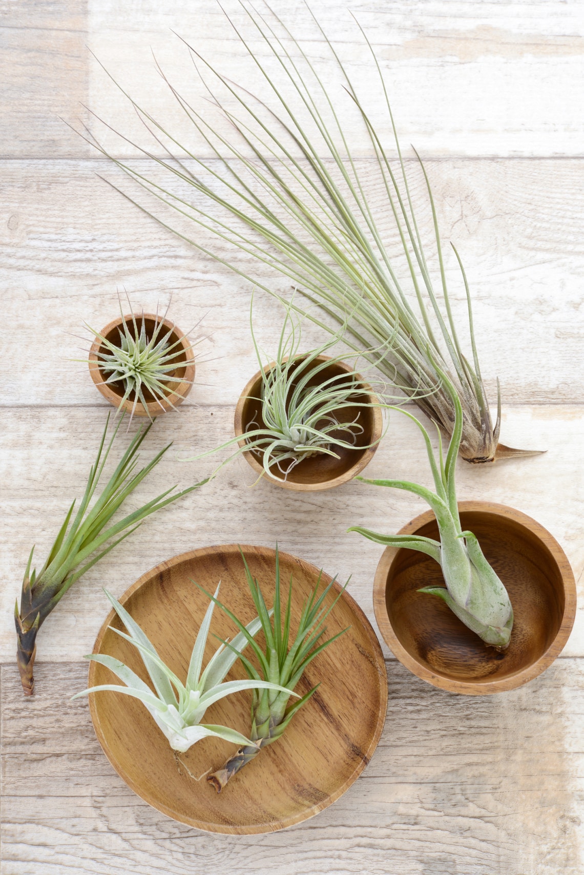 Tillandsia