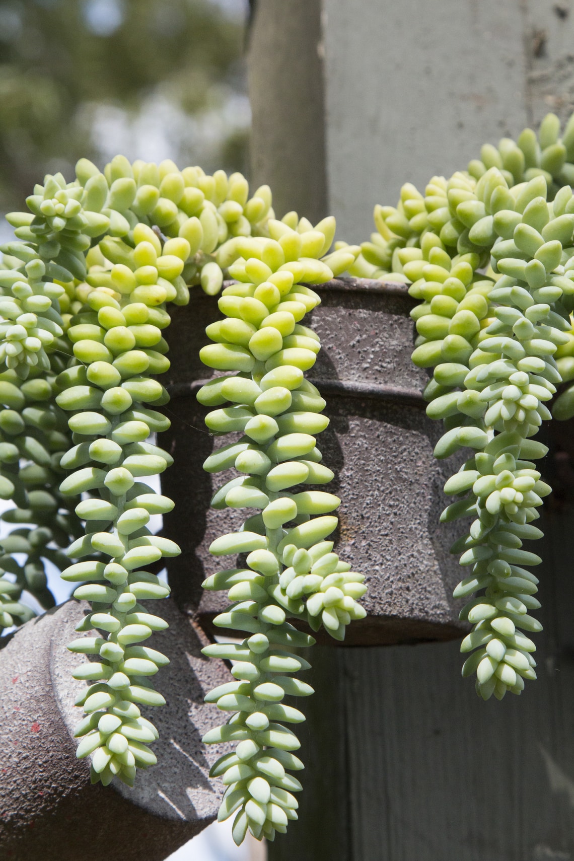 Sedum morganianum