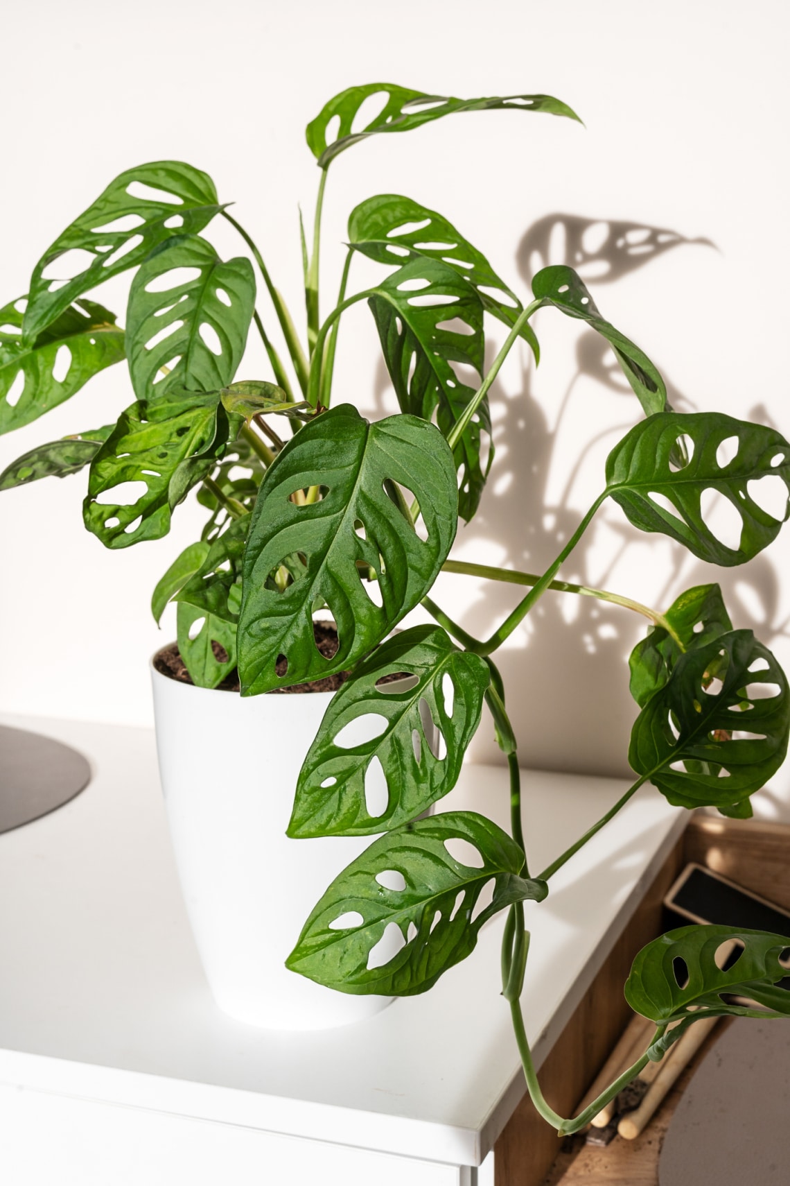 Monstera