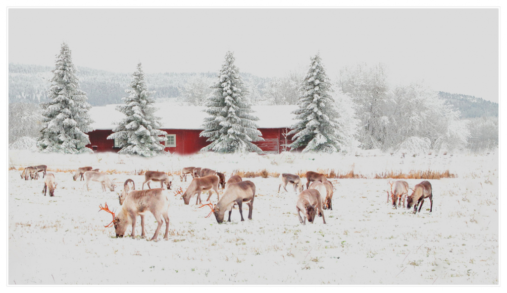 Rénszarvasok pusztultak el ősi mikrobák miatt