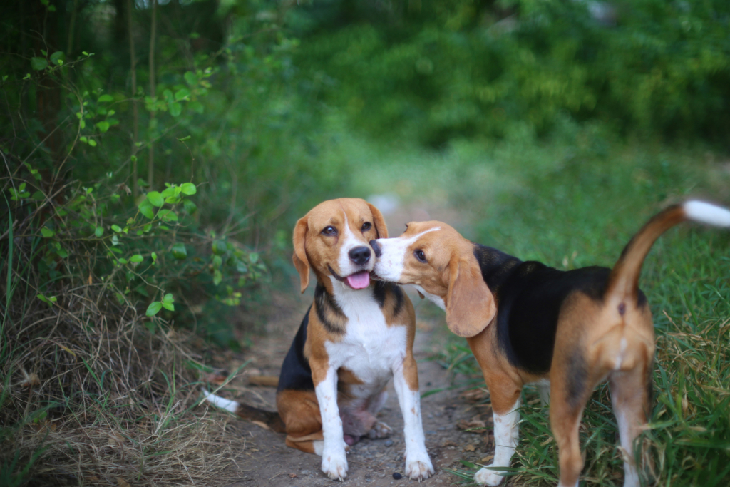 Beagle kutya